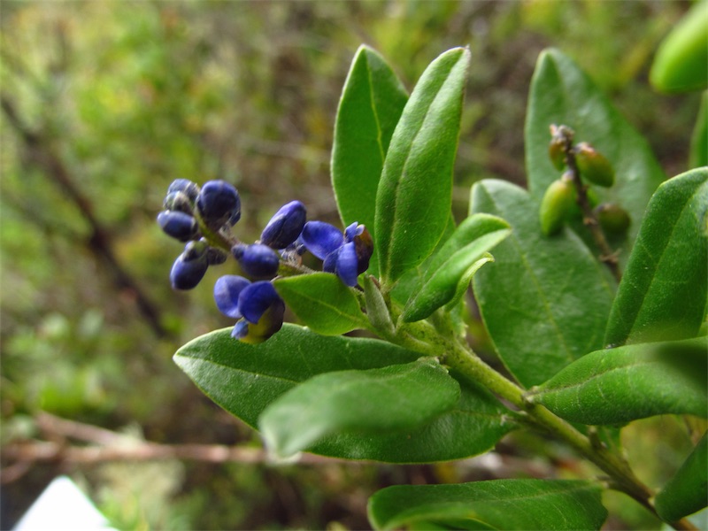 Monnina phytolaccifolia –&nbsp;Polygalaceae