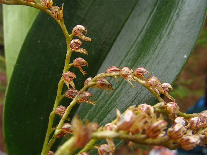 Pleurothallis cassidis –&nbsp;Orchidaceae