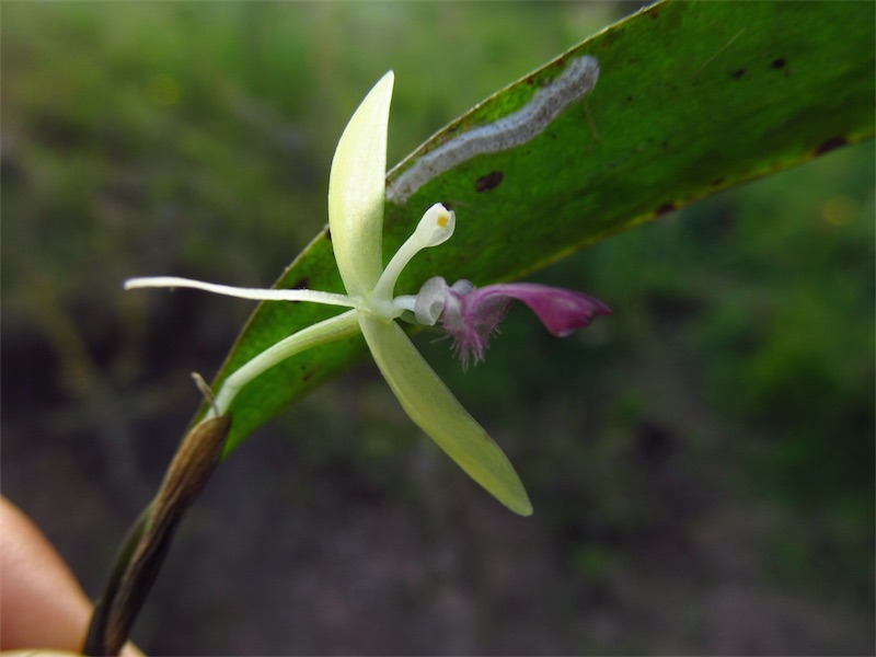 Pleurothallis talpinaria –&nbsp;Orchidaceae