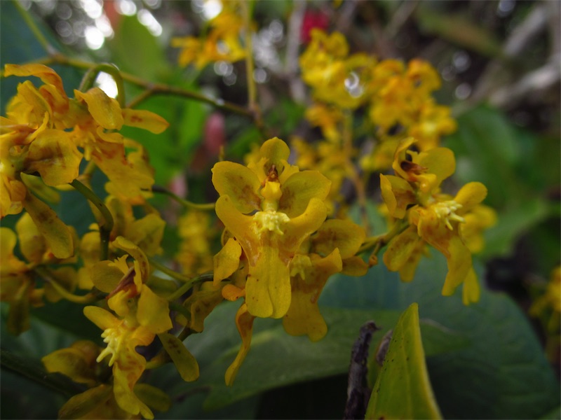 Oncidium ornithorhynchum –&nbsp;Orchidaceae