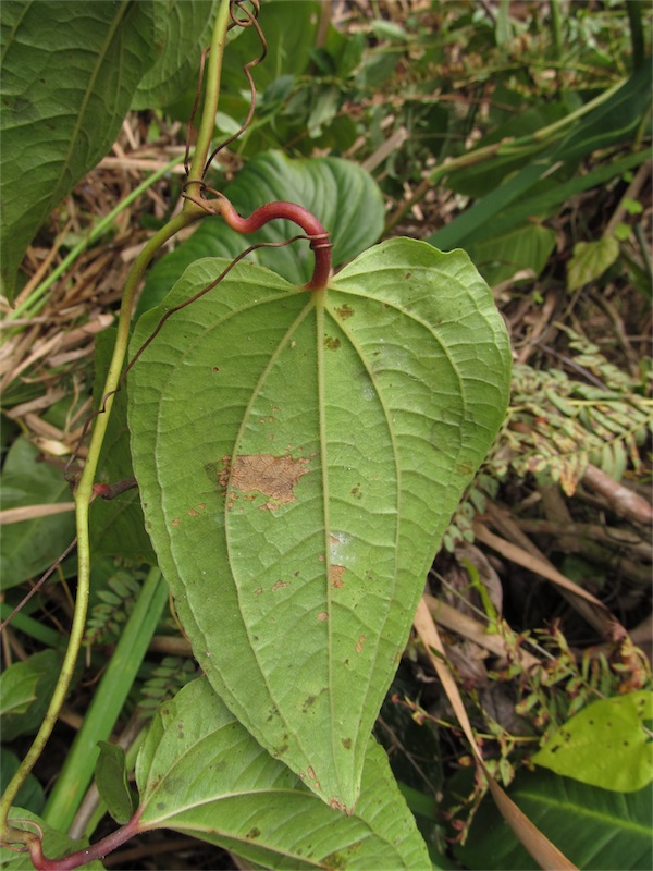 Smilax tomentosa –&nbsp;Smilacaceae