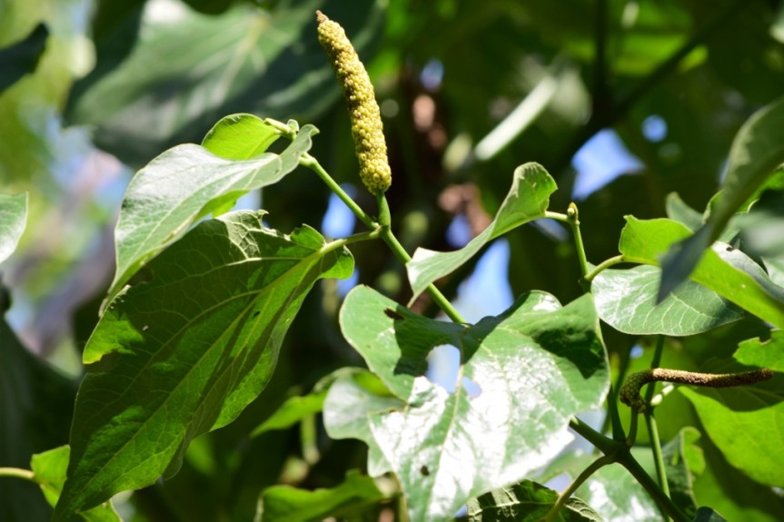 Piper bogotense - Piperaceae