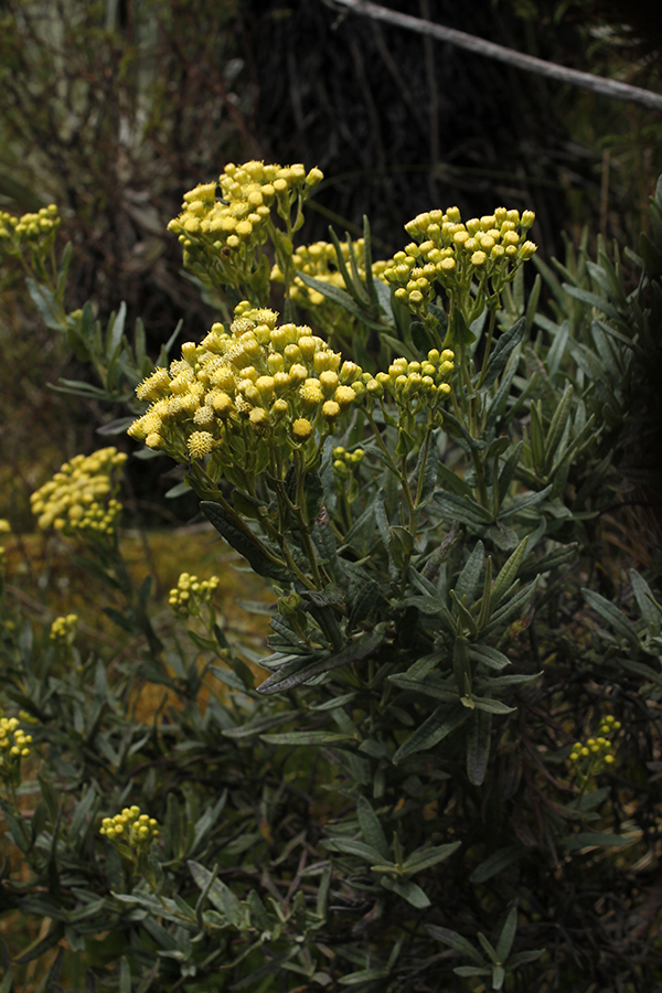 Pentacalia reissiana (Hieron.) Cuatrec. – Asteraceae&nbsp;(Endémica)