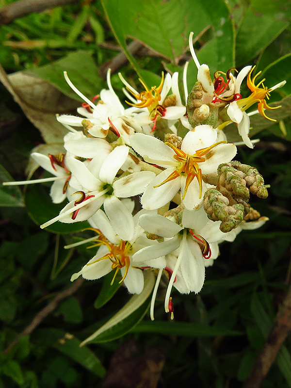Miconia stenostachya –&nbsp;Melastomataceae