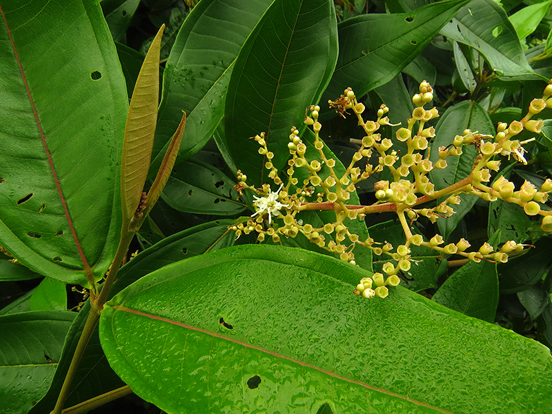 Miconia trinervia –&nbsp;Melastomataceae