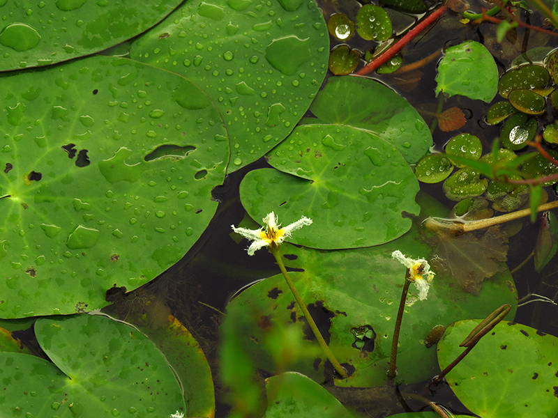 nymphoides-indica-salvinia-auriculata