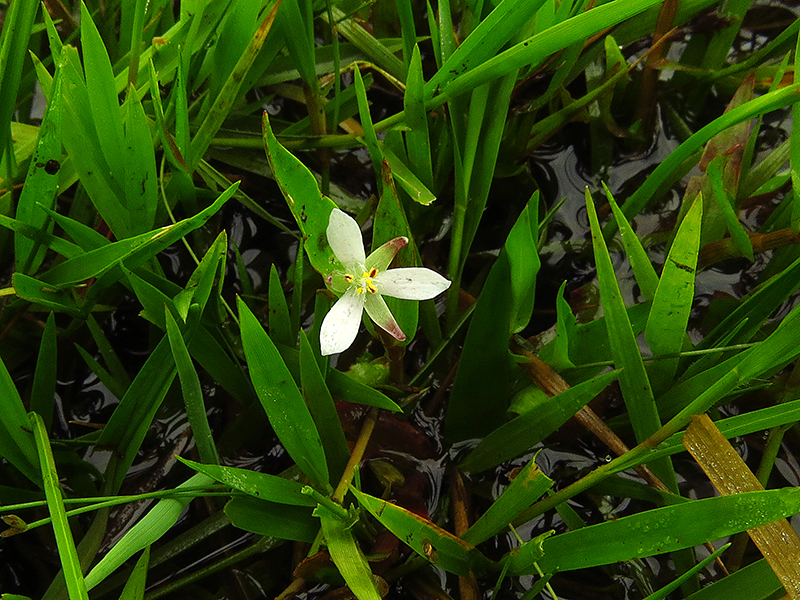 Tripogandra multiflora –&nbsp;Commelinaceae