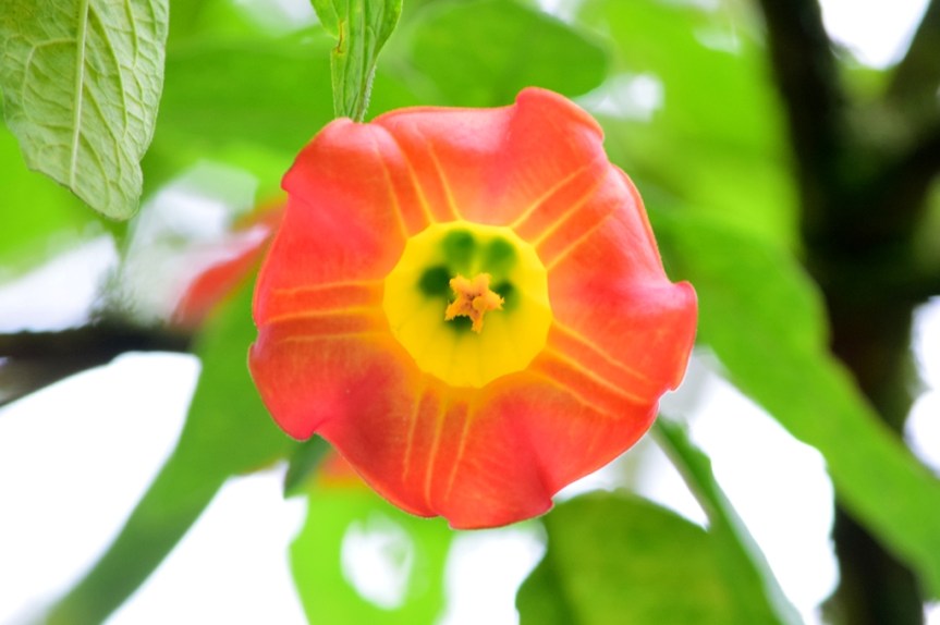 Brugmansia sanguinea