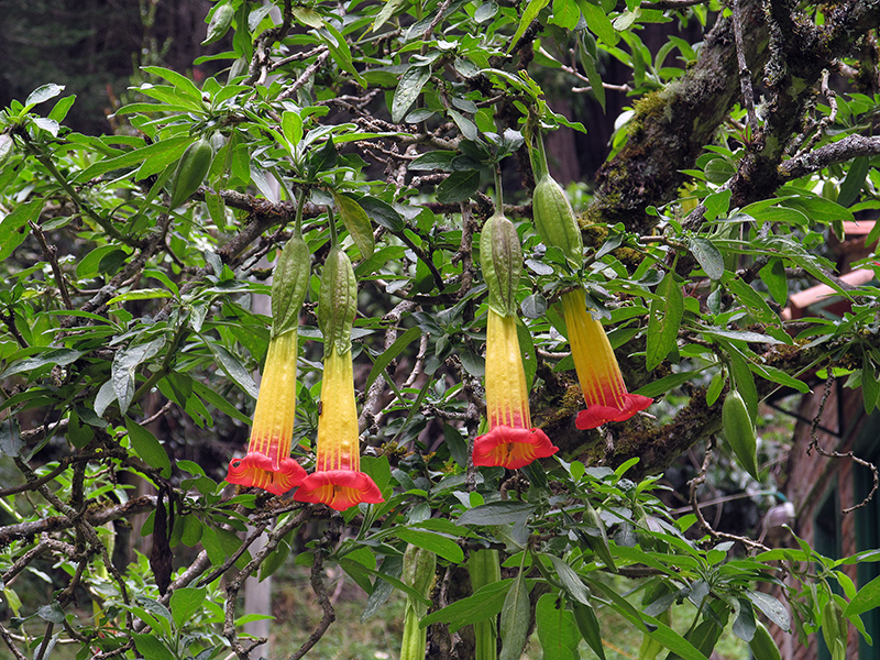 Brugmansia sanguinea - Solanaceae