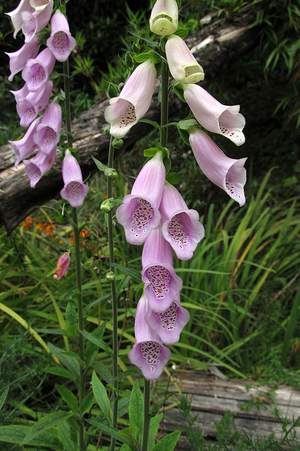 Digitalis purpurea – Plantaginaceae&nbsp;(Exótica)