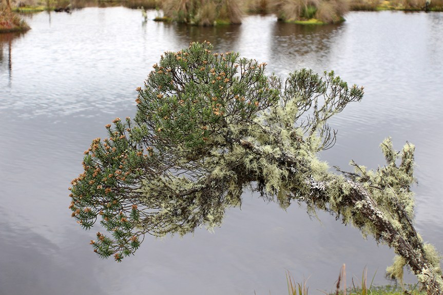 Diplostephium revolutum S.F.Blake –&nbsp;Asteraceae