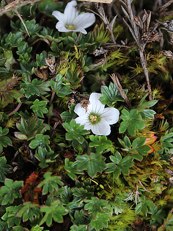 Geranium sibbaldioides –&nbsp;Geraniaceae