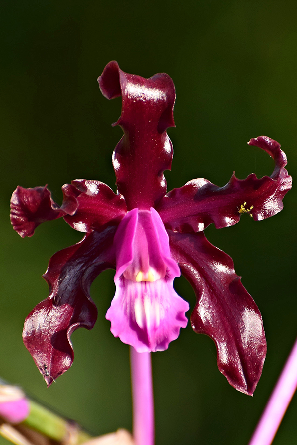 Laelia elata –&nbsp;Orchidaceae