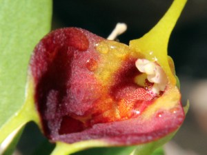Masdevallia bicolor - Orchidaceae