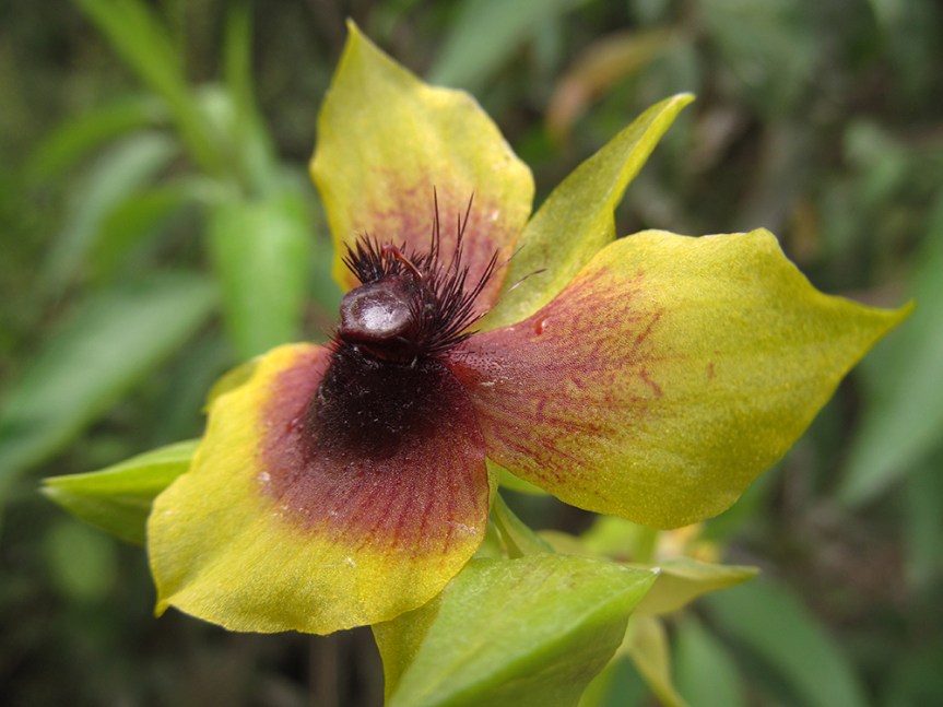 Telipogon berthae –&nbsp;Orchidaceae