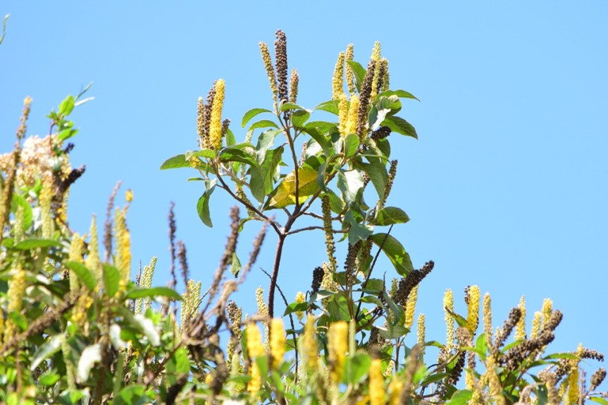 Abatia parviflora –&nbsp;Salicaceae