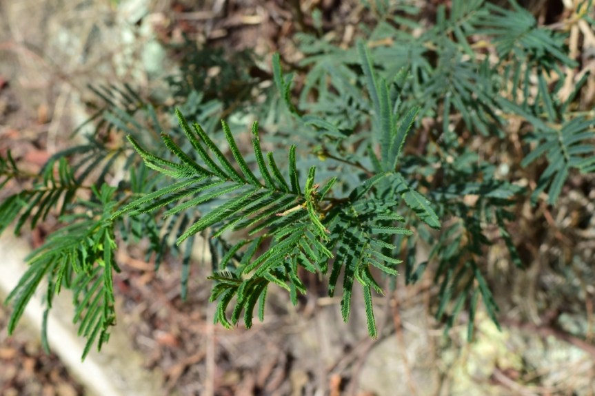 Acacia decurrens – Fabaceae&nbsp;(Exótica)