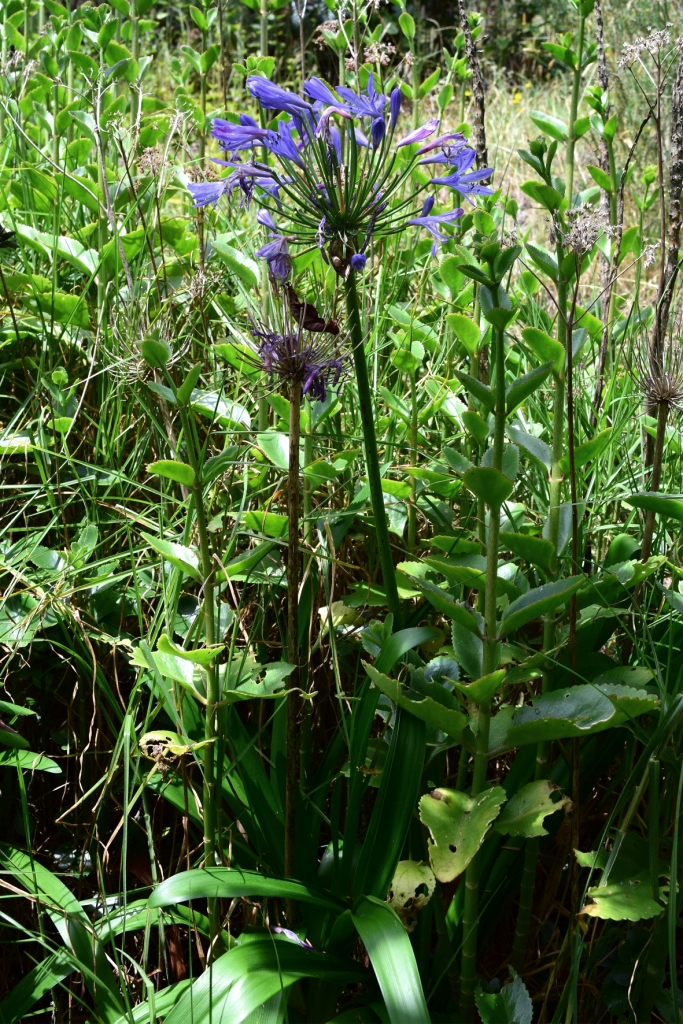 Agapanthus africanus (L.) Hoffmanns. - Amaryllidaceae (Exótica)