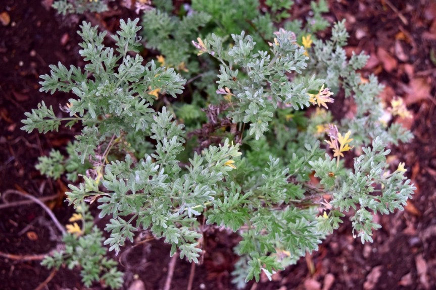 Nombre común: Ajenjo