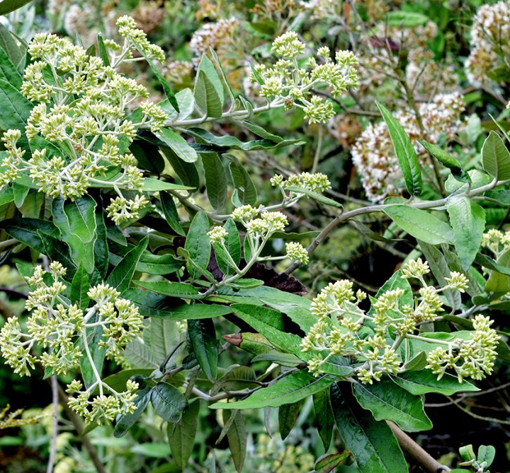 Ageratina asclepiadea (L.f.) R.M.King & H.Rob. – Asteraceae&nbsp;(Endémica)