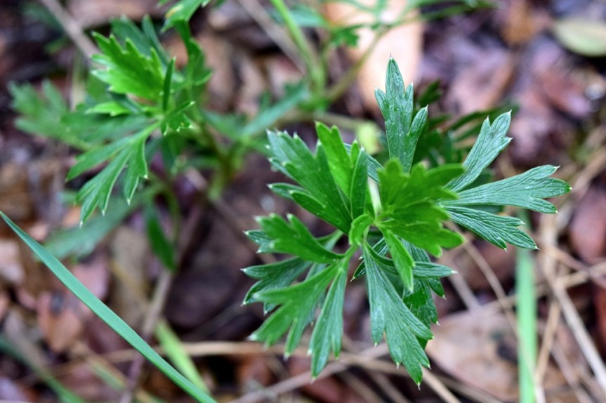 Niphogeton ternata - Apiaceae