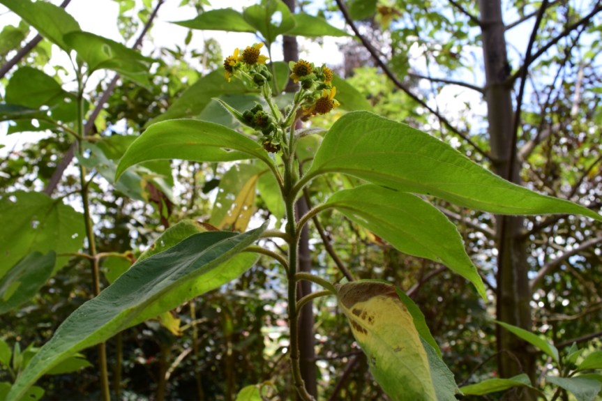 Smallanthus pyramidalis (Triana) H. Rob. –&nbsp;Asteraceae
