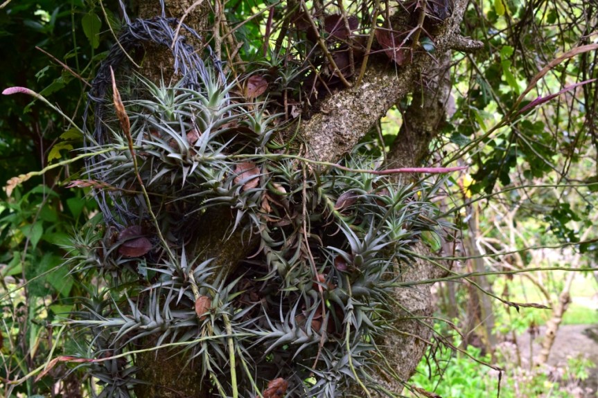 Tillandsia incarnata –&nbsp;Bromeliaceae