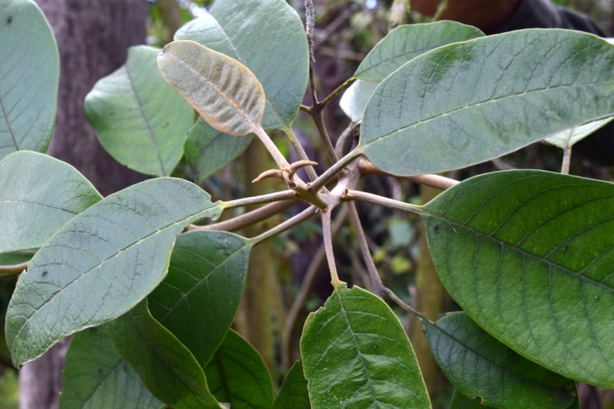 Citharexylum subflavescens - Verbenaceae