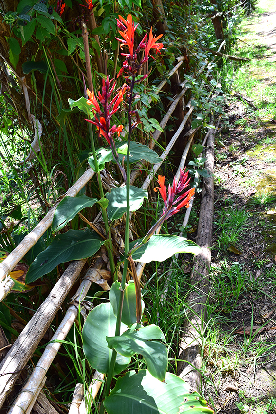 Canna indica - Cannaceae