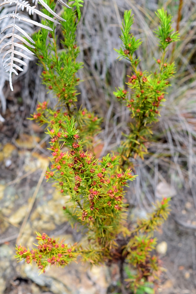 Hypericum juniperinum - Hypericaceae