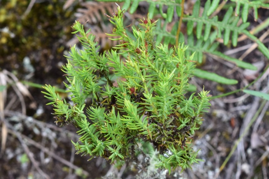 Hypericum juniperinum - Hypericaceae
