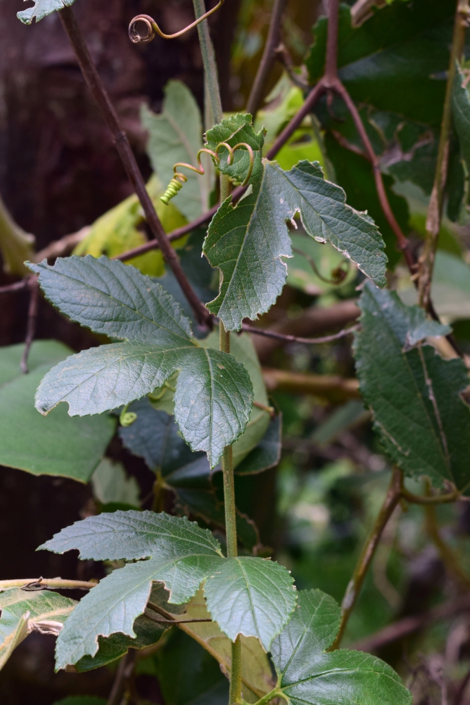 Passiflora tarminiana - Passifloraceae