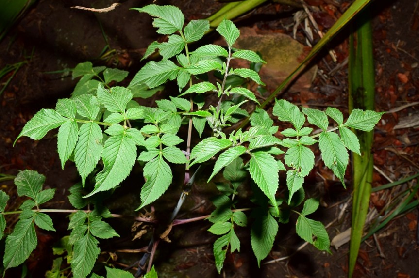 Dahlia imperialis Roezl ex Ortgies –&nbsp;Asteraceae