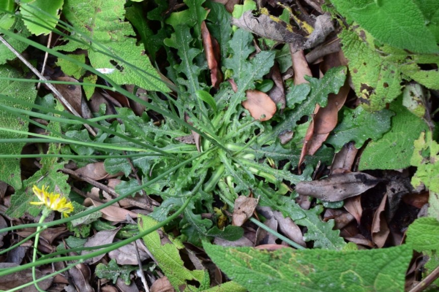 Hypochaeris radicata – Asteraceae&nbsp;(Naturalizada)