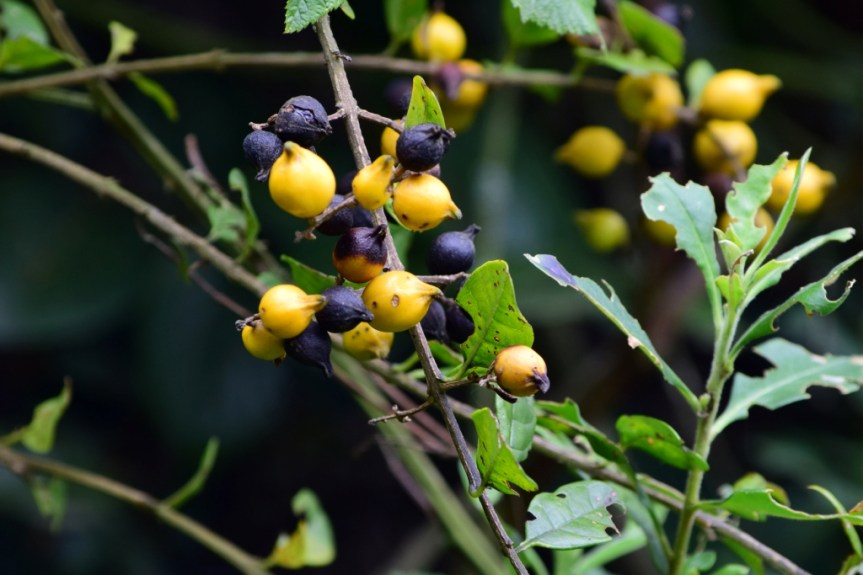 Duranta mutisii - Verbenaceae