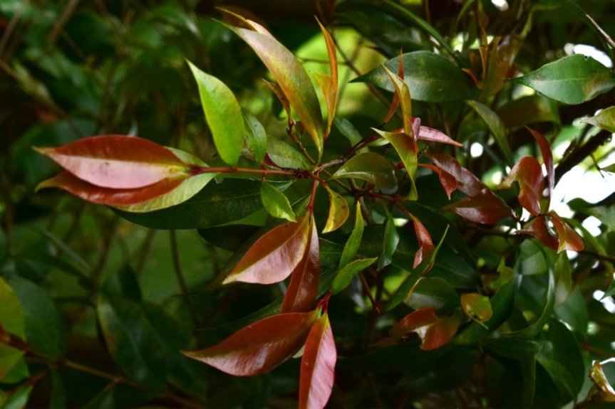 Syzygium paniculatum - Myrtaceae