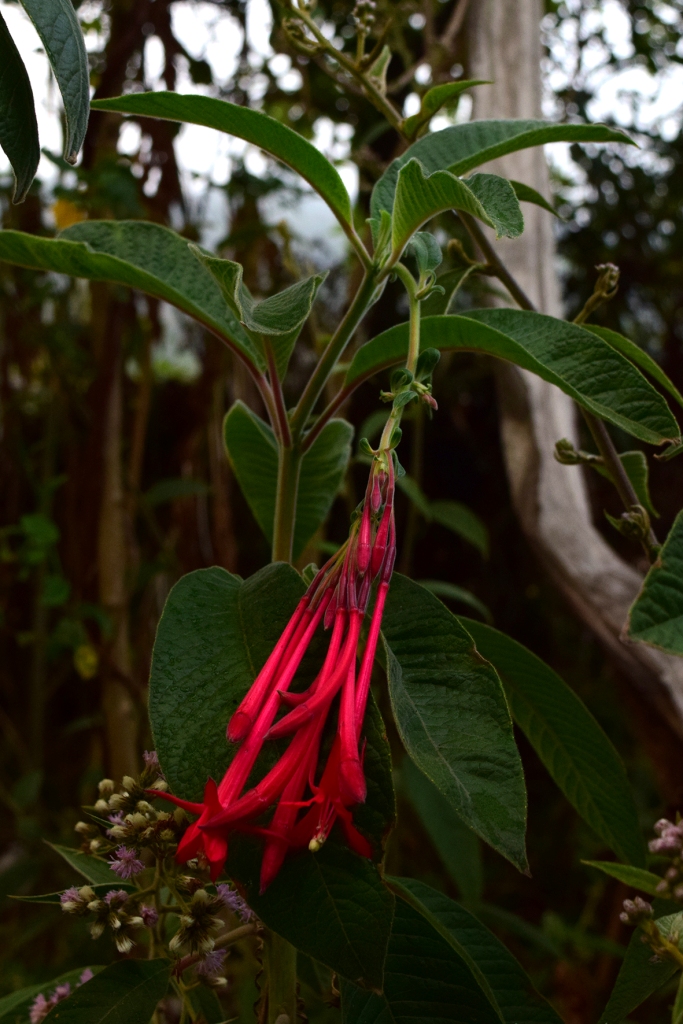 Fuchsia boliviana – Onagraceae&nbsp;(Naturalizada)