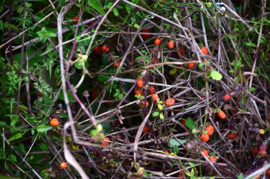 Galium canescens –&nbsp;Rubiaceae