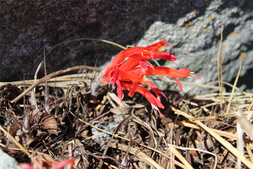 Pitcairnia heterophylla –&nbsp;Bromeliaceae