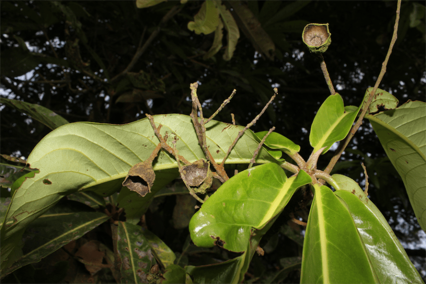 Aniba robusta –&nbsp;Lauraceae