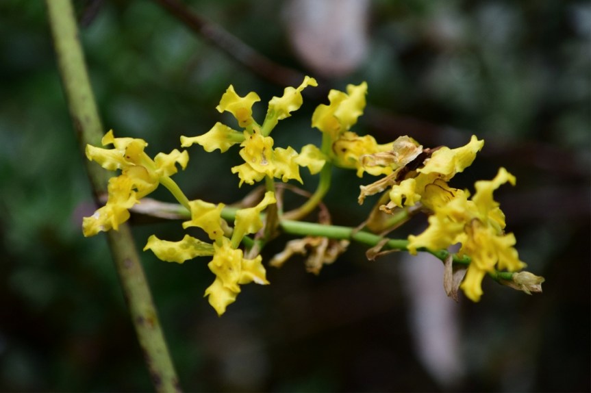 Cyrtochilum revolutum - Orchidaceae