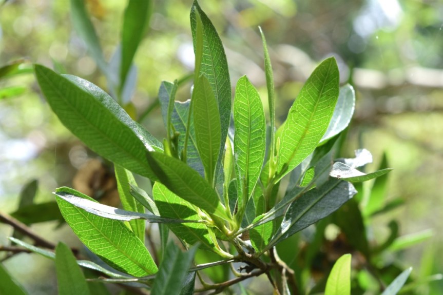 Dodonaea viscosa - Sapindaceae