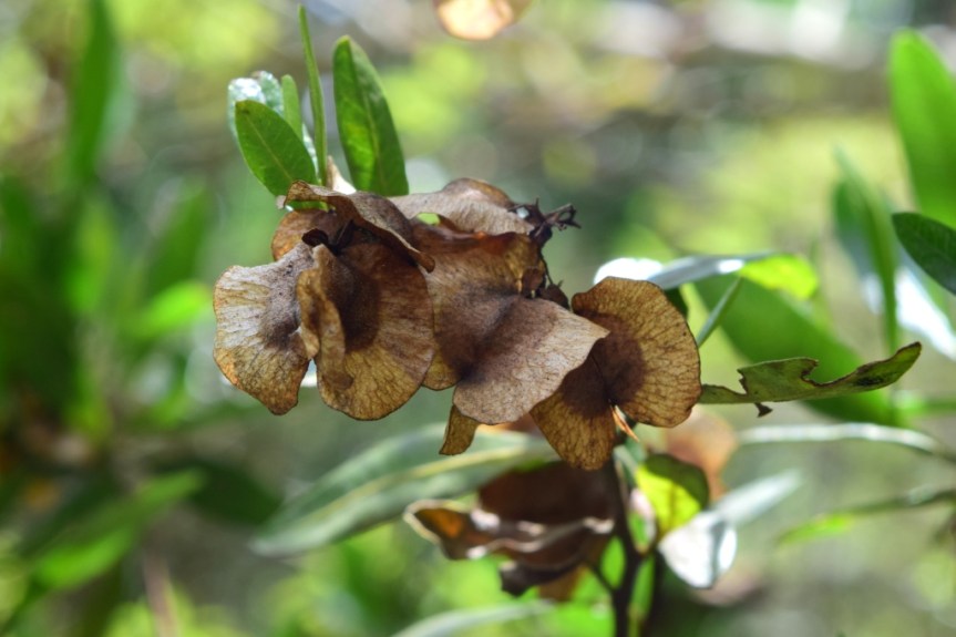 Dodonaea viscosa - Sapindaceae