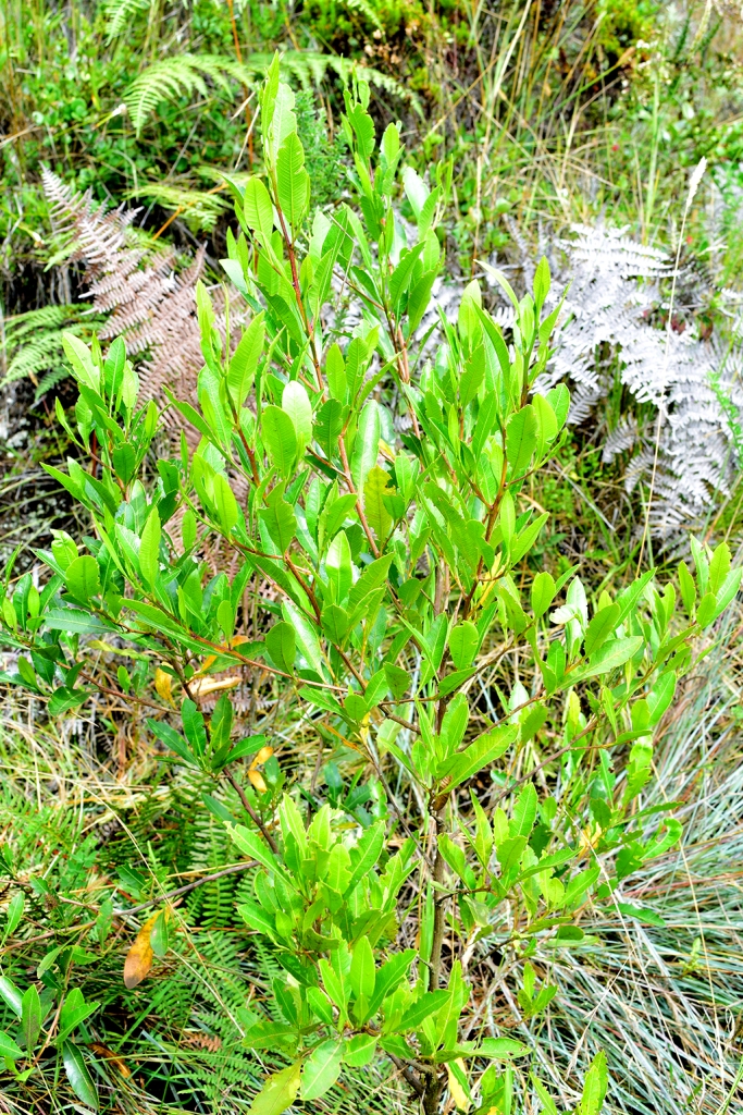 Dodonaea viscosa - Sapindaceae