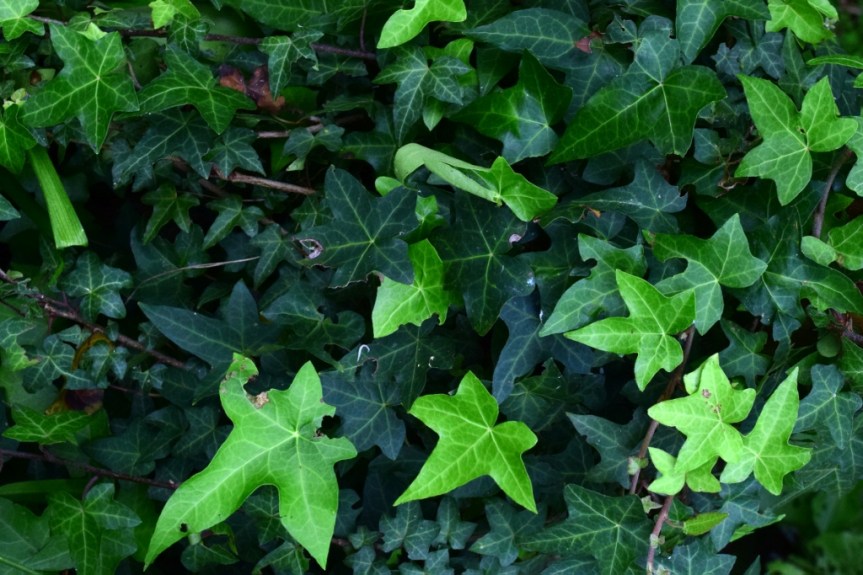 Hedera helix L. – Araliaceae&nbsp;(Exótica)