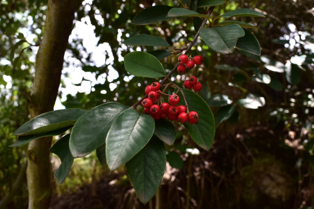 Cotoneaster pannosus - Rosaceae