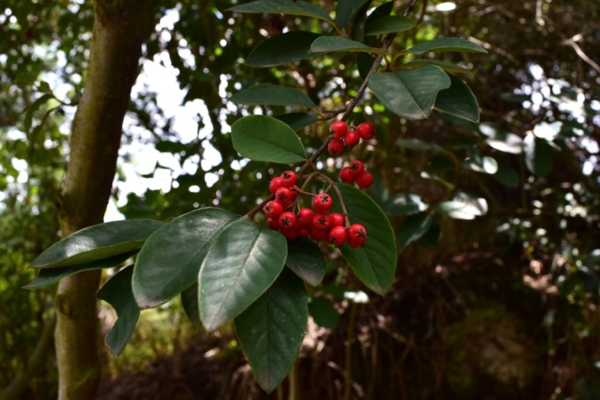 Cotoneaster pannosus – Rosaceae&nbsp;(Exótica)