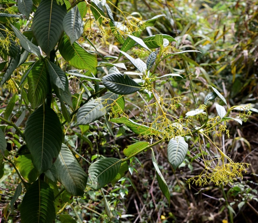 Palicourea lineariflora –&nbsp;Rubiaceae