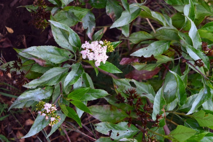Stevia lucida Lag. –&nbsp;Asteraceae