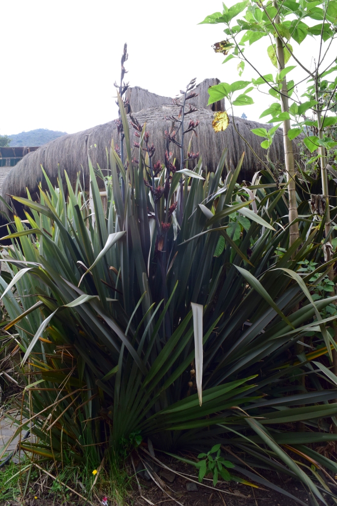 Phormium tenax -  Xanthorrhoeaceae